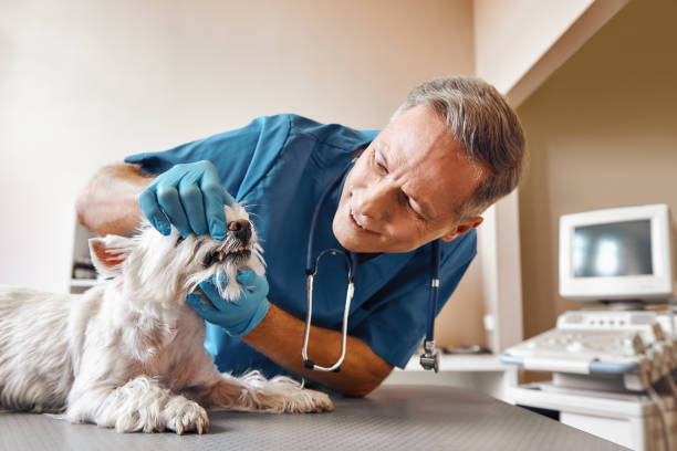 Best Emergency Treatment for Dental Infections or Abscesses in Pine Island, TX